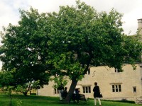19980718_apple_tree_REG.jpg