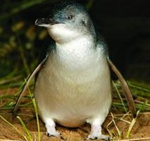 201010_penguin_PJW.jpg