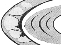 Saturn by Antoniadi