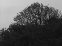 tree_twilight.jpg