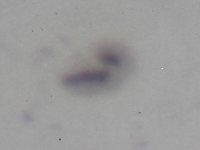 20160509_090048_Sun_WL_MPC_2891.jpg