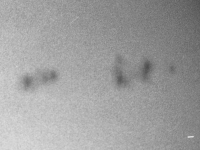 Sun/19840130_sunspots_RCA.gif